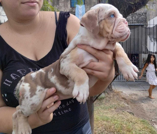 Cachorros Bulldog Ingles Exoticos