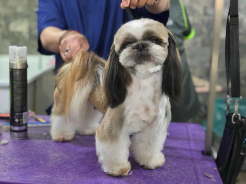 Gran Macho Shih Tzu!! Para Cruza!!