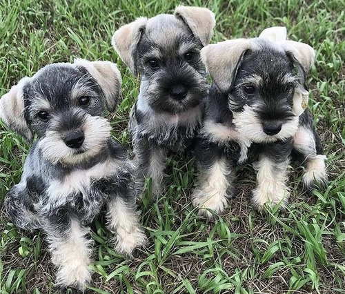 Schnauzer Machos Y Hembras Excelente Calidad Cariñosos Sal Y Pimienta,