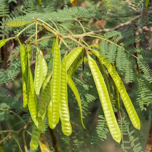 100 Sementes De Arvore Leucena