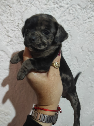 Salchichas Mini 100% Puros..