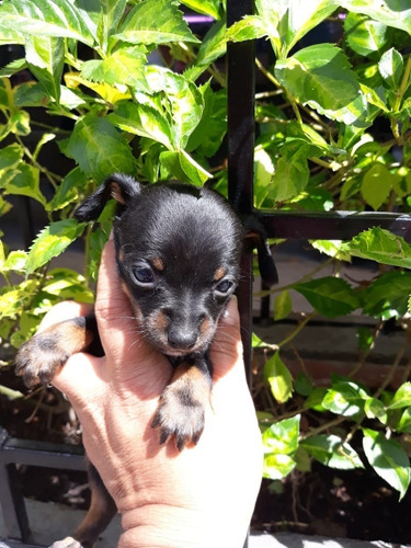 Pincher Cachorro Mascotas Rionegro Medellín Bogota
