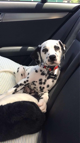 Cachorros Dalmata Puros