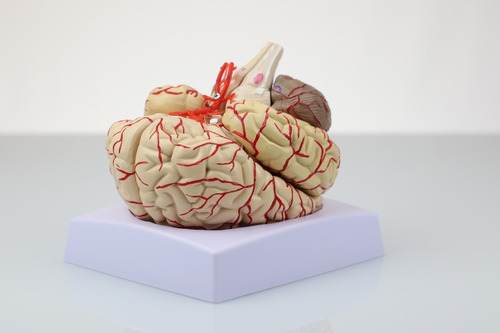 Cérebro Anatomia Escala 1/1 Modelo Sistema Nervoso Anatômico
