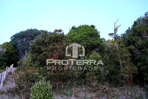 Espectacular Terreno Con Bosque Nativo En Curiñanco Valdivia