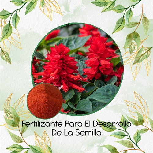 Fertilizante Para El Desarrollo De Salvia Fuego De San Juan