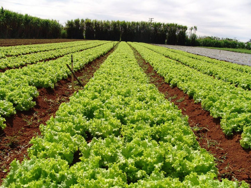 Óleo Emulsionado Vegetal Para Jardim Plantas 5 Litros