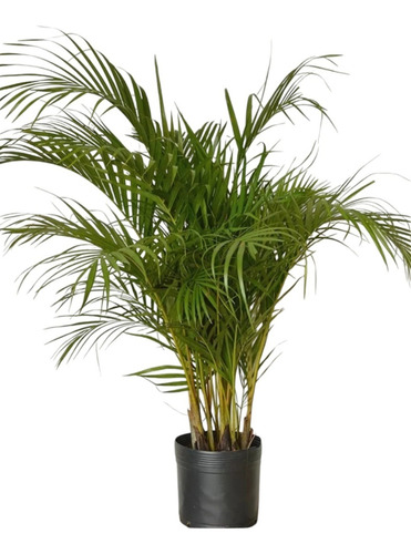 Palmeira Areca Planta Natural Cheia Grande