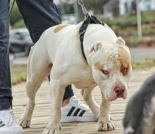 American Bully Xl / Pit Monster Pedigree Ibc