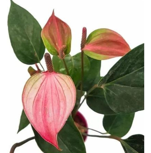 Mini Antúrio Planta Natural Adulta Flor Rosa E Verde