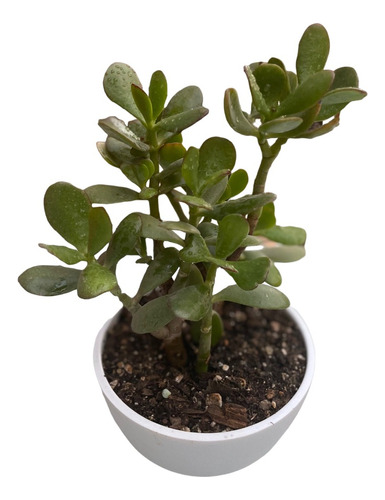 Planta Jade, Árbol Abundancia (ovata)