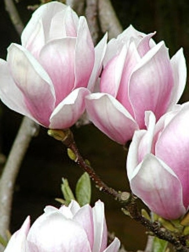 Magnolia Japonesa O Magnolia Liliiflora