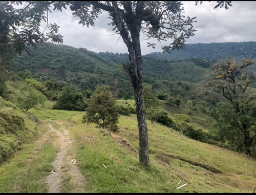 Se Vende Finca En Génova - Quindío