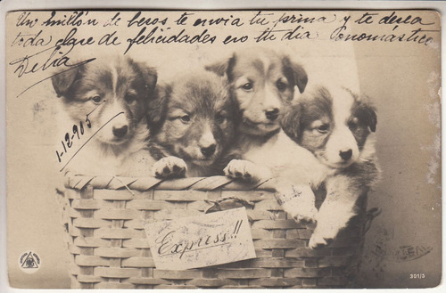 1905 Postal Con 4 Cachorros De Perro Cursada Uruguay Vintage