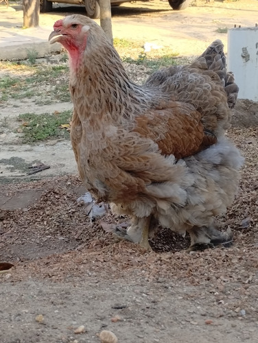 Huevos Fertiles Raza Brahma Europeo