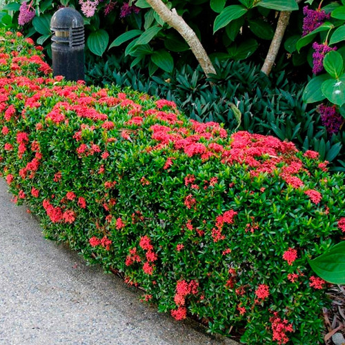 10 Mudas De Mini Ixora Para Jardim | Parcelamento sem juros