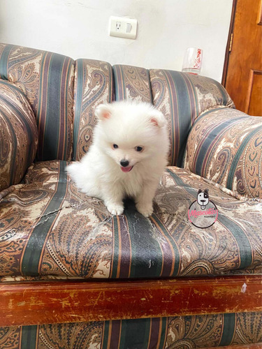 Imagen 3 de 5 de Espectacular Cachorro Pomerania Mini Mascotas Rionegro