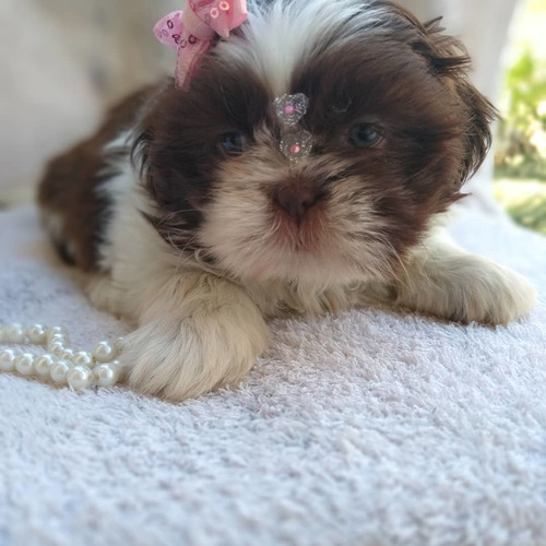 Shihtzu Fêmea Branca E Chocolate