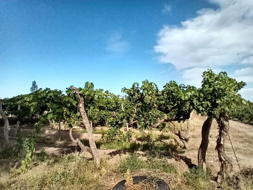 Imagen 6 de 14 de Venta De Finca Con 2 Propiedades 15 Y 6 Hectáreas