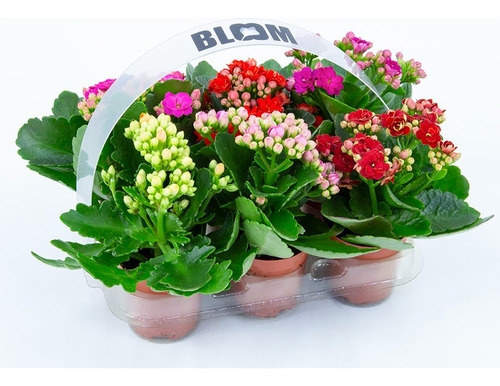 Kit Kalanchoe Doble Mini P06 Caja Con 12 Plantas Variadas