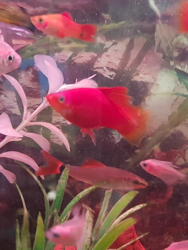 Pez Platy Velifero