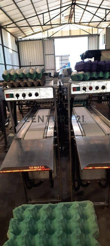 Imagen 15 de 22 de Granja Modelo Productora Huevos Venta Automatizada Baradero, Campo 4hts