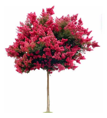 comprar Árbol De Júpiter O Crespon No Envio A Regiones Gratis A Rm