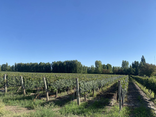 Exclusivo Viñedo De 20 Ha. En Cuadro Benegas