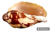 Comprar Concha Marinhau002F Do Mar Voluta Cymbiola Nobilis 68mm - L.6036