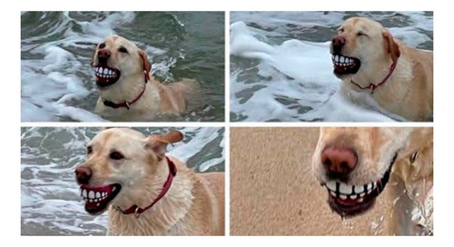 Brinquedo Pet - Bola Com Sorriso De Borracha Cor:laranja