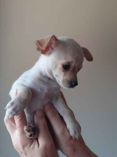 Chihuahuas Miniatura Machos