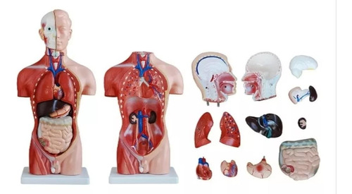 Modelo Anatómico Torso Masculino En 13 Partes Medida 42 Cm