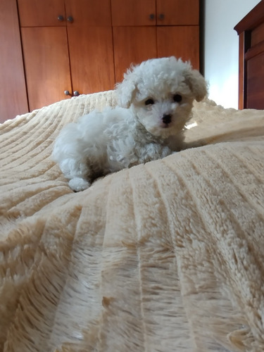 Cachorro Caniche Toy Macho Blanco De 60 Días, Pelaje Largo