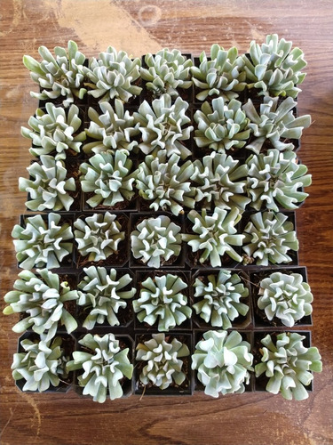 Echeveria Runyonii Pack 30 Pzas Envio Gratis