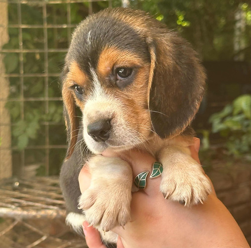 Cachorros Beagles 