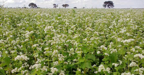 Trigo Sarraceno Com Casca 5 Kg + 10 Outras Sementes/brinde