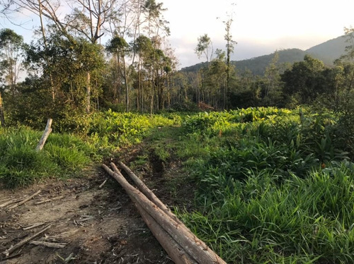 Imagem 22 de 29 de Fazenda À Venda, 3509000 M² Por R$ 2.000.000 - Centro - Pariquera-açu/sp - Fa0216