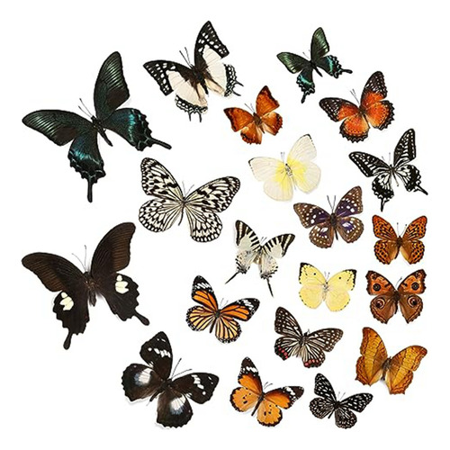 Espécimen De Mariposa Real, 12 Piezas, Diseño De Taxidermia,