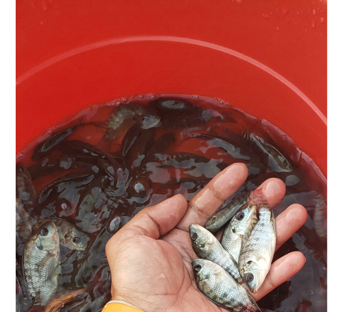 Alevinos  Juveniles De Tilapia Nilotica/ Plateada