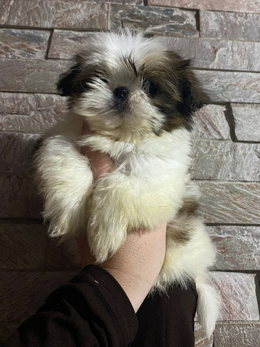 Cachorros Shitzu Shih Tzu Hembras Y Ma Disponible Maldonado.