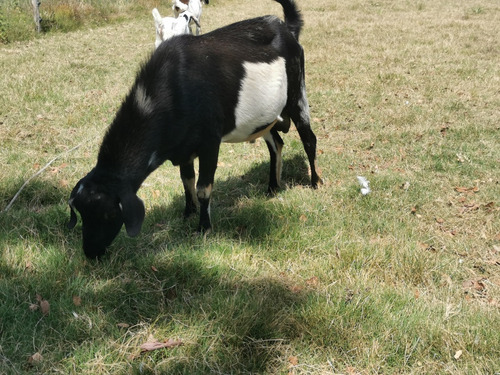 Chivo Macho Entero. Tres Años 