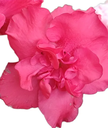 Azaleas En Maceta Para Regalo