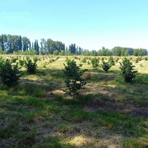 Urgente. Venta De Chacra En Idevi Con Plantación De Avellanos