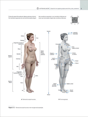 Eva Atlas De Anatomia