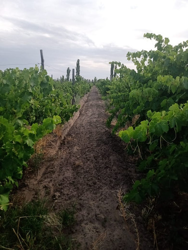Imagen 10 de 14 de Venta De Finca Con 2 Propiedades 15 Y 6 Hectáreas