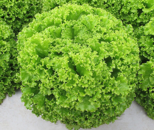 Imagem 2 de 3 de Alface Crespa Camila 10mx - Topseed Premium