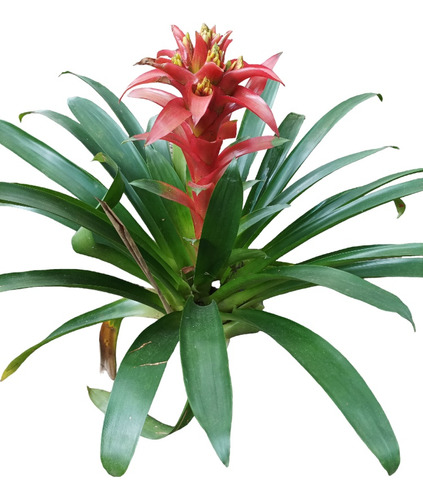 Planta Bromelia Envío Gratis 