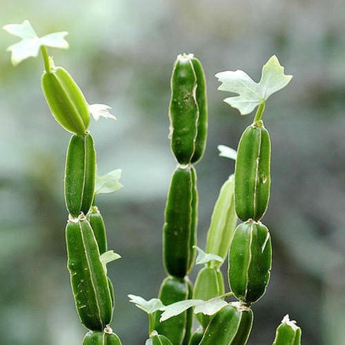 Vitamina Nutrakey Cissus Quadrangularis 120 Cápsulas