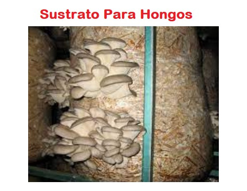 5 Kg Sustrato Para Hongo Paja Trigo