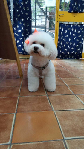 Imagen 8 de 9 de Peluqueria Canina Y Felina,baños , Corte D Raza,palermo Soho
